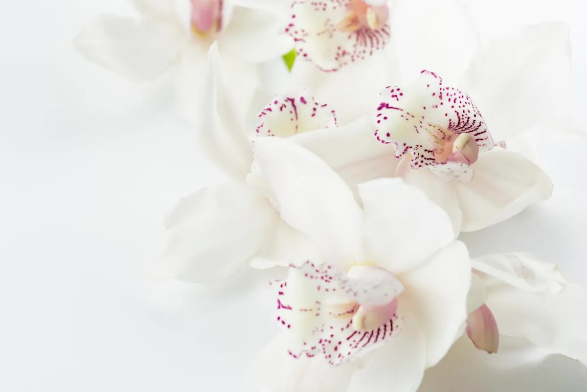 Clarionewhiteatelier